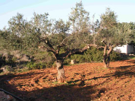 Εκδηλώσεις ενημέρωσης και ελαιογευσίας