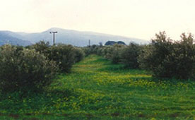 Suolo coperto di vegetazione spontanea