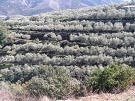 Terraces in an olive orchard