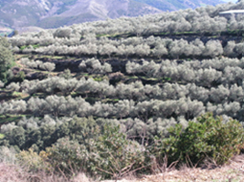 Oliveto a terrazzamenti 